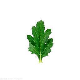 清明节朋友圈唯美祝福文案