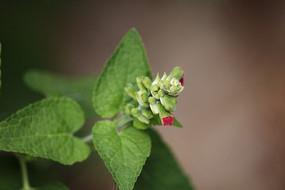 描写小暑的唯美句子锦集收集20句