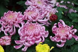 朋友圈道晚安的温馨句子100句