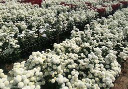 关于夏天的优美句子 描写夏天优美句子(精选20句)