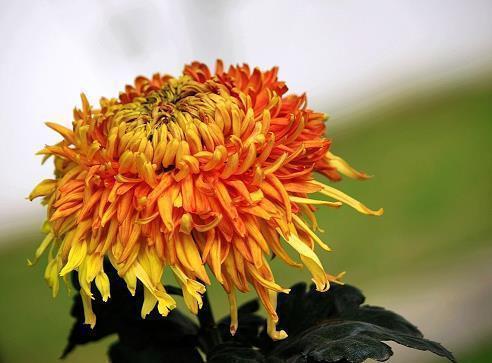 有关桥的俗语谚语大全