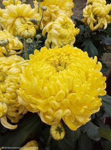 文言文的爱情的句子