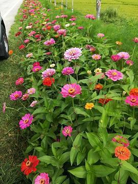 描写春分的经典语句