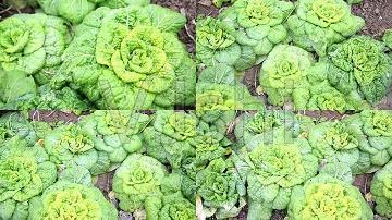 感恩遇见好友的句子