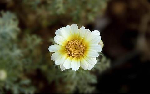 直播夸大哥的句子押韵 夸大哥的顺口溜押韵(精选58句)