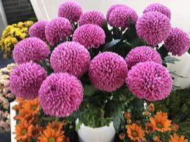 今日大寒朋友圈最新温馨问候文案