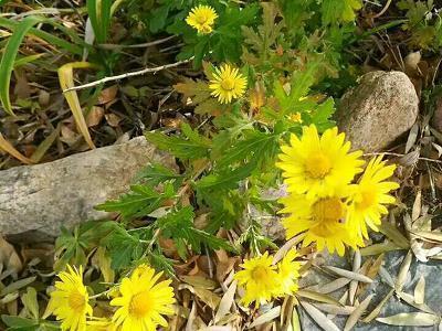 无法诉说的委屈的句子短句