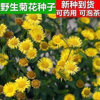 表达感恩的祝福句子(精选93句)
