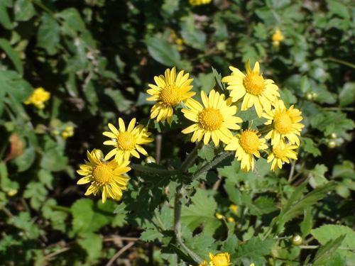 描写秋天的唯美句子摘抄大全