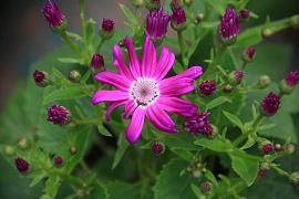 抖音教师节唯美句子_教师节走心文案简短(精选45句)