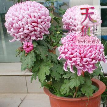 晚安语录：今天晚上发朋友圈的句子合集37句