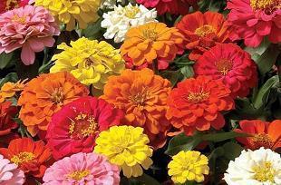 描写与莲花有关的诗句古诗大全