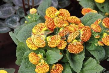 春节的朋友圈最新祝福文案