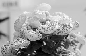 描写春天的句子 春天到了补充句子28句