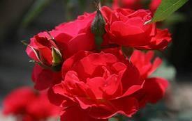 抖音上对婚姻失望的句子