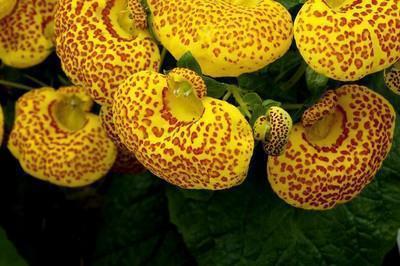 莎士比亚说过最经典的一句话(精选31句)