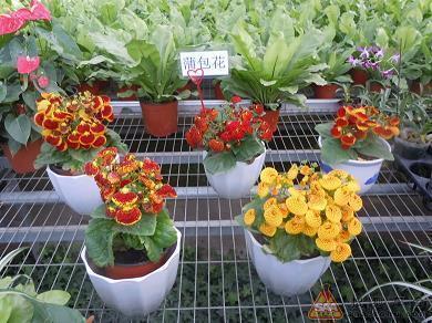 2021七夕走心文案祝福寄语大全(精选96句)