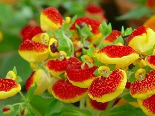 董明珠说的经典语录汇总33句