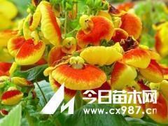 感谢的话语简短精辟 感恩分享的句子精选44句