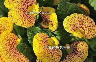星星好词好句(精选69句)