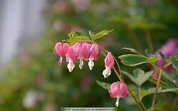 表达爱情永恒的句子汇总65句