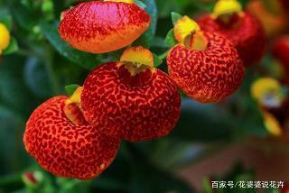 关于海棠花的优美语句 海棠花开了朋友圈文案汇总59句