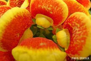 追逐梦想的优美句子79句