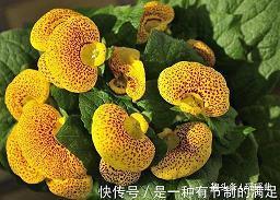 适合发朋友圈银杏的唯美简短句子(精选50句)