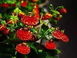 感恩幼儿园老师的简短文案