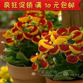 车衣销售广告语