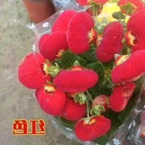 八一建军节的经典句子20字(精选30句)