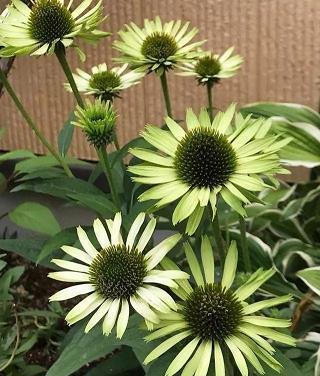 表示祝福的英文句子79句