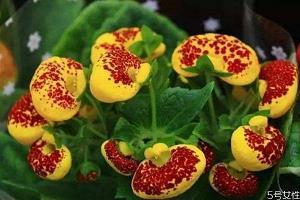 端午节粽子文案 包粽子文案怎么写汇编精选36句