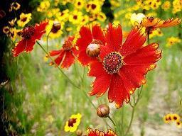 有关感恩党的句子