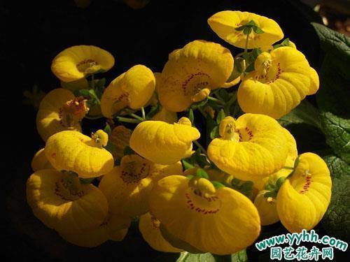 关于教师节的唯美句子(精选78句)