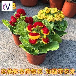 一句话形容心疼的句子