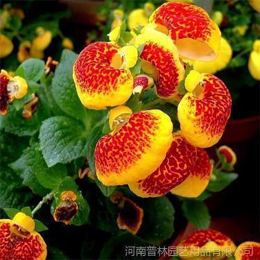 教师节创意文艺文案(精选75句)
