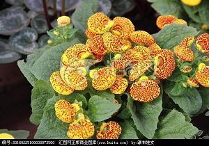 暖心晚安的句子浪漫温馨(精选54句)