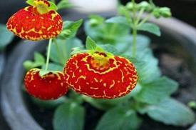 描写男女亲吻的句子31句