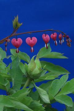 2021庆祝迎中秋节的文案(精选77句)