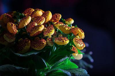 赏月诗词 中秋节赏月的诗句(精选73句)