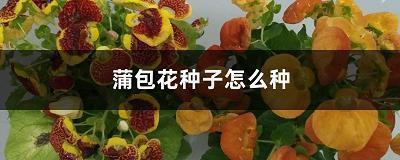 2020平安夜送苹果贺卡祝福语句子汇总49句