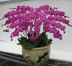 感恩节老婆开心的句子