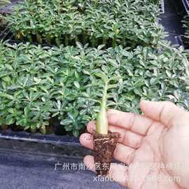 描写小鸟的好词好句大全合集48句