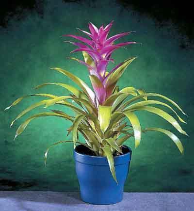 父亲节发的文案推荐38句