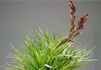 文言文表达爱意开心的句子