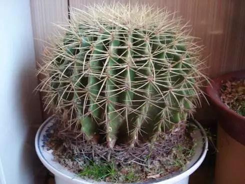 描写桂花的优美句子