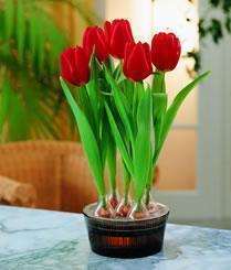 描写夏景的诗句有哪些古诗