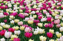 愿孩子开心成长的句子