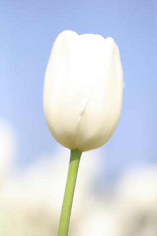 时有女子经典句子20句